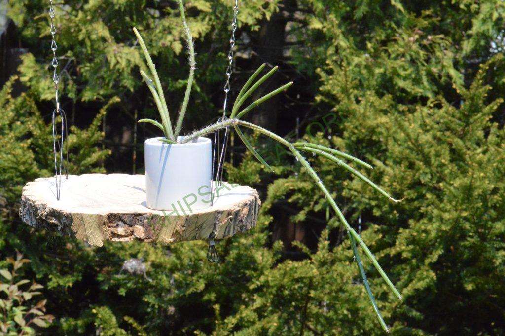 Rhipsalis dissimilis f. dissimilis, possibly reduced synonym Rhipsalis rigida