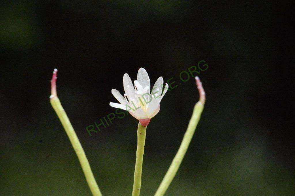 Rhipsalis ormindoi, Pico da Caledônia, Rio de Janeiro, Brazil