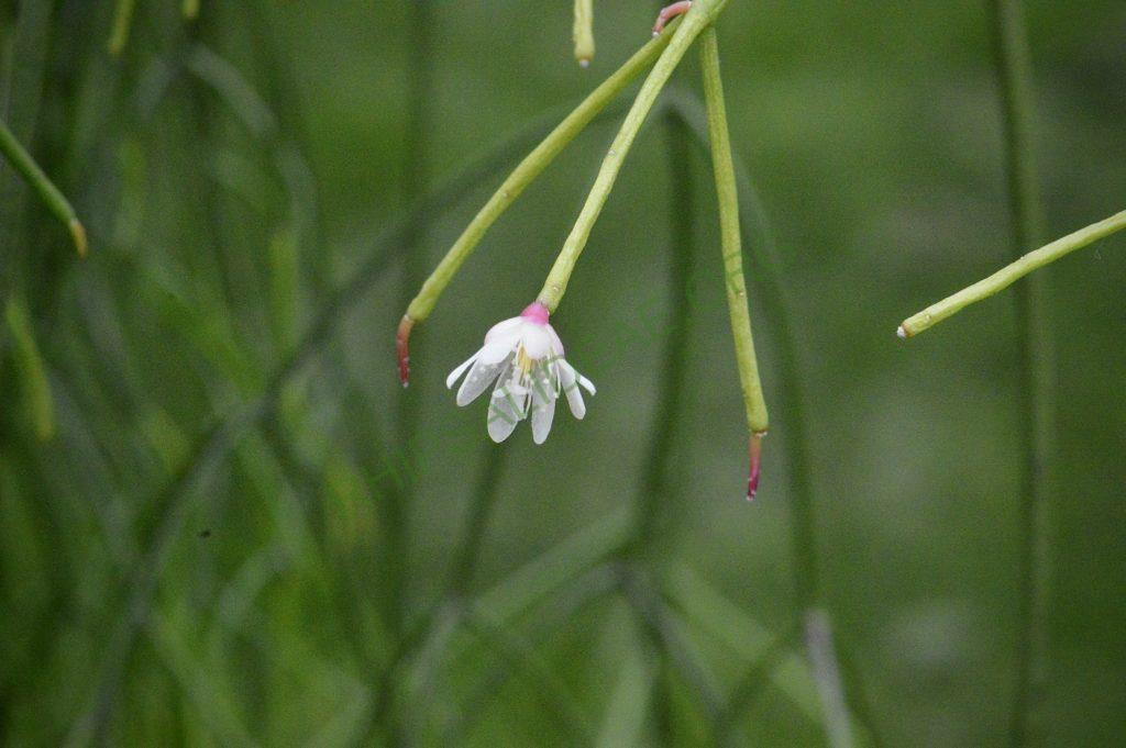 Rhipsalis ormindoi, Pico da Caledônia, Rio de Janeiro, Brazil