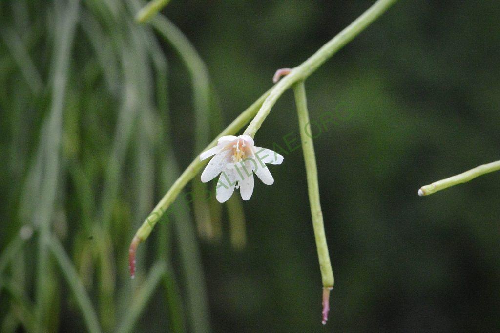 Rhipsalis ormindoi, Pico da Caledônia, Rio de Janeiro, Brazil