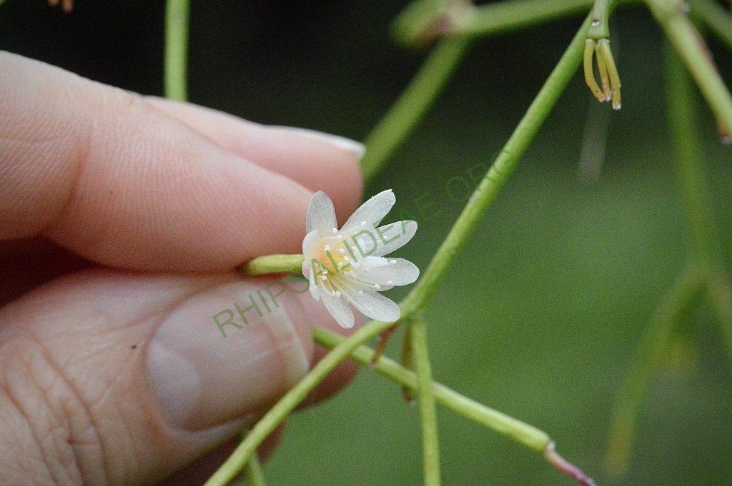 Rhipsalis ormindoi, Pico da Caledônia, Rio de Janeiro, Brazil