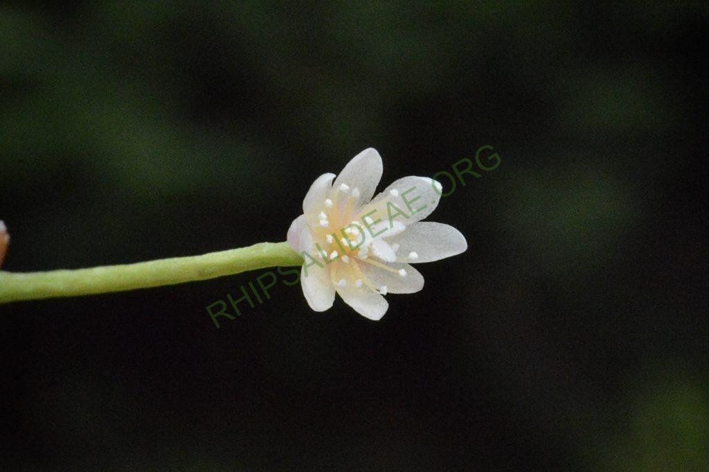 Rhipsalis ormindoi, Pico da Caledônia, Rio de Janeiro, Brazil