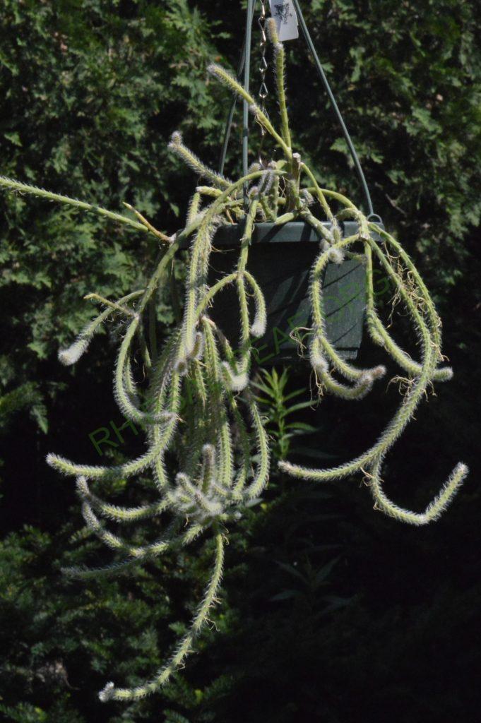 Rhipsalis pacheco-leonis subsp. pacheco-leonis