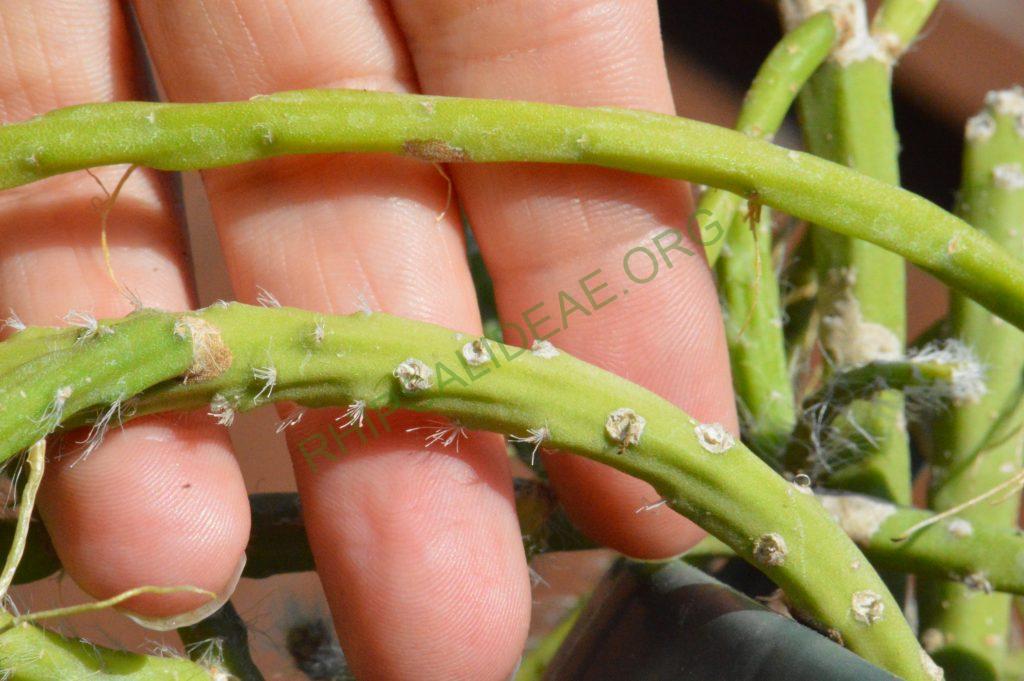 Rhipsalis pacheco-leonis subsp. pacheco-leonis