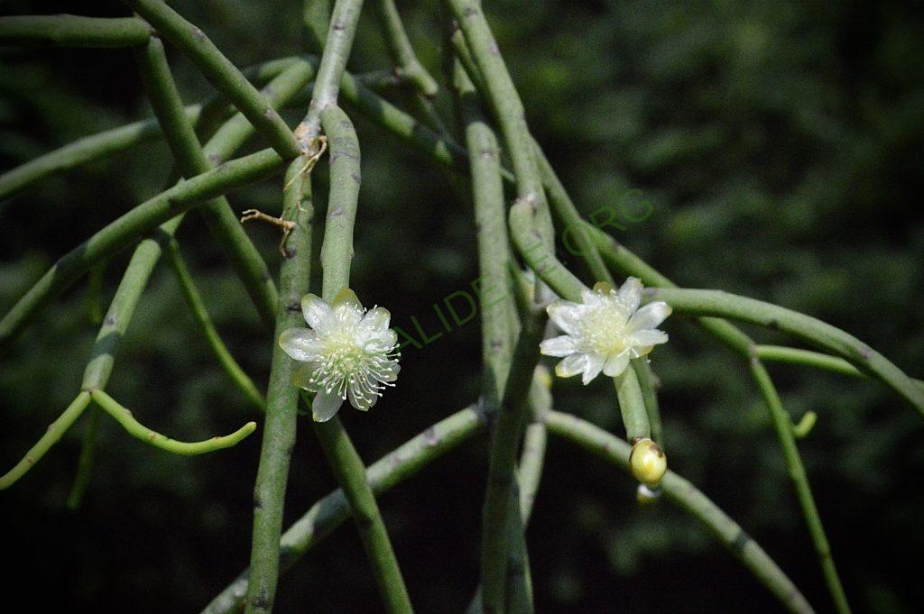 Rhipsalis floccosa subsp. pulviningera, AH 711, Itatiaia, Rio de Janeiro, Brazil