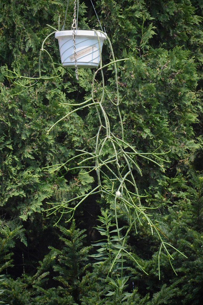 Rhipsalis floccosa subsp. pulviningera, AH 711, Itatiaia, Rio de Janeiro, Brazil