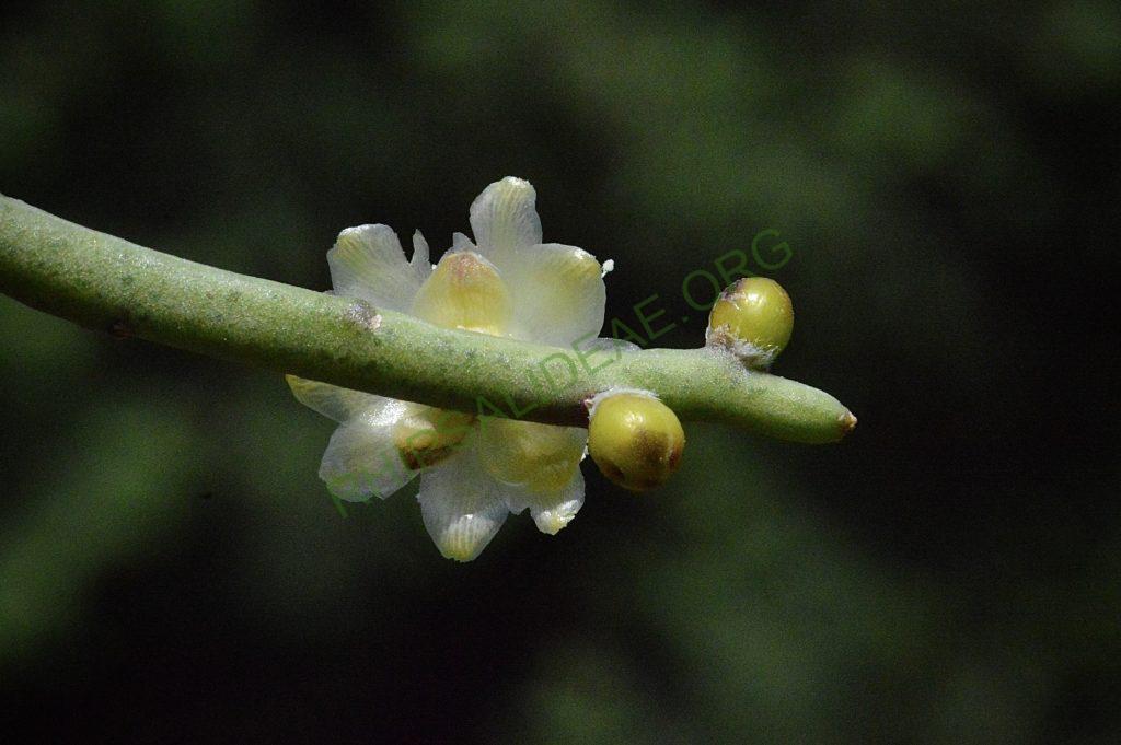 Rhipsalis floccosa subsp. pulviningera, AH 711, Itatiaia, Rio de Janeiro, Brazil