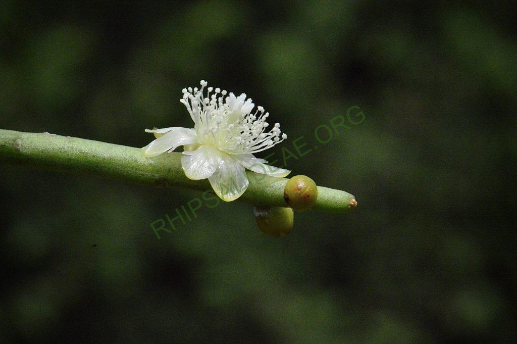 Rhipsalis floccosa subsp. pulviningera, AH 711, Itatiaia, Rio de Janeiro, Brazil