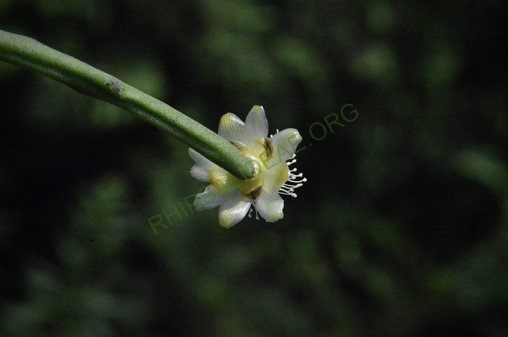 Rhipsalis floccosa subsp. pulviningera, AH 711, Itatiaia, Rio de Janeiro, Brazil