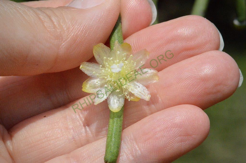Rhipsalis floccosa subsp. pulviningera, AH 711, Itatiaia, Rio de Janeiro, Brazil