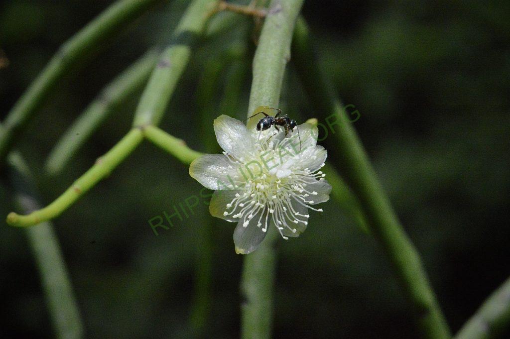Rhipsalis floccosa subsp. pulviningera, AH 711, Itatiaia, Rio de Janeiro, Brazil
