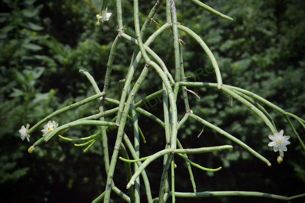Rhipsalis floccosa subsp. pulviningera, AH 711, Itatiaia, Rio de Janeiro, Brazil