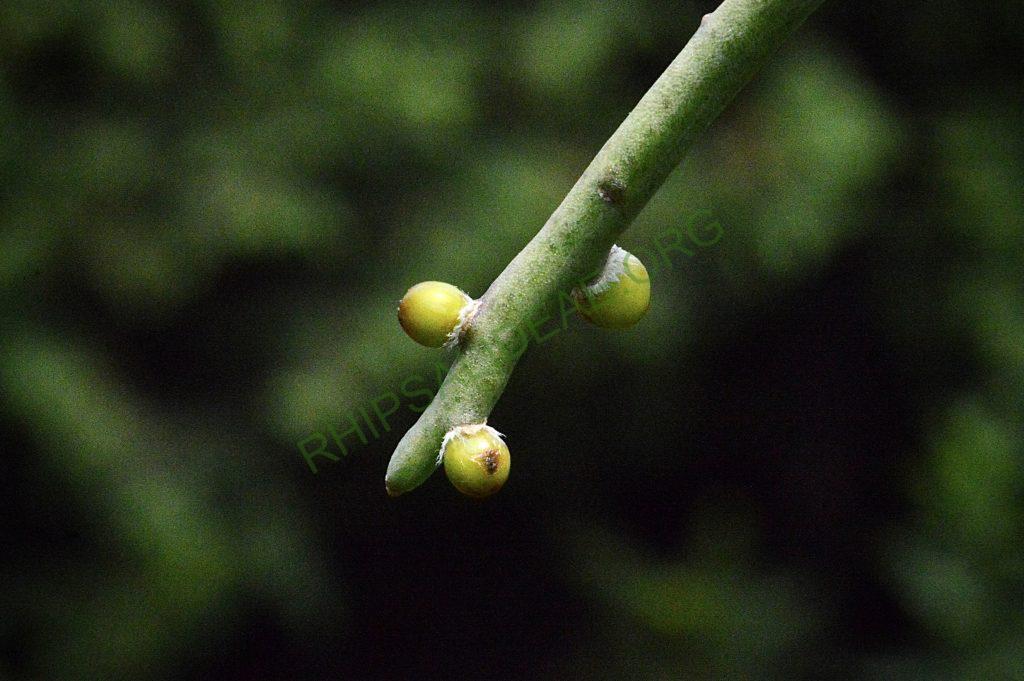 Rhipsalis floccosa subsp. pulviningera, AH 711, Itatiaia, Rio de Janeiro, Brazil
