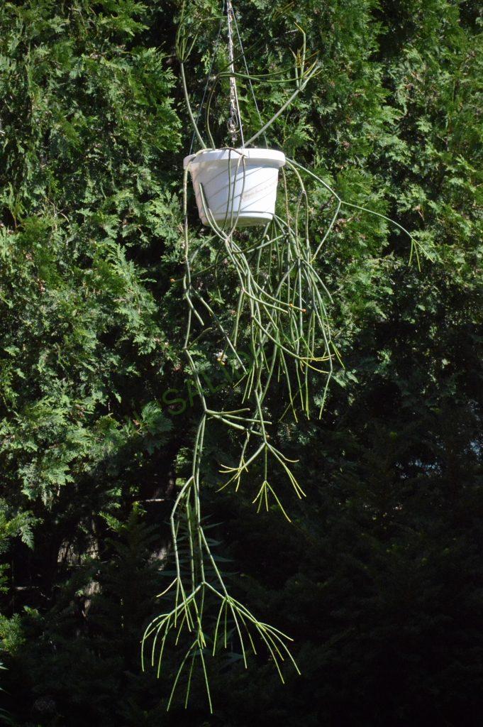 Rhipsalis floccosa subsp. pulvinigera, AH 805, Serra da Bocaina, border between Rio de Janiero and São Paulo