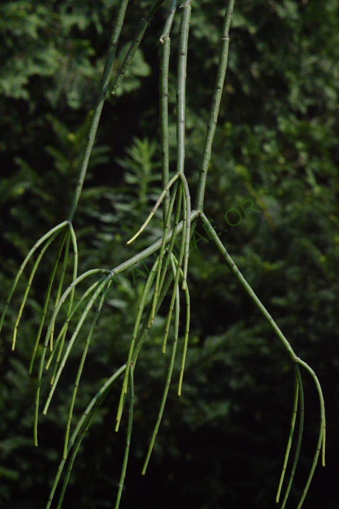 Rhipsalis floccosa subsp. pulvinigera, AH 805, Serra da Bocaina, border between Rio de Janiero and São Paulo
