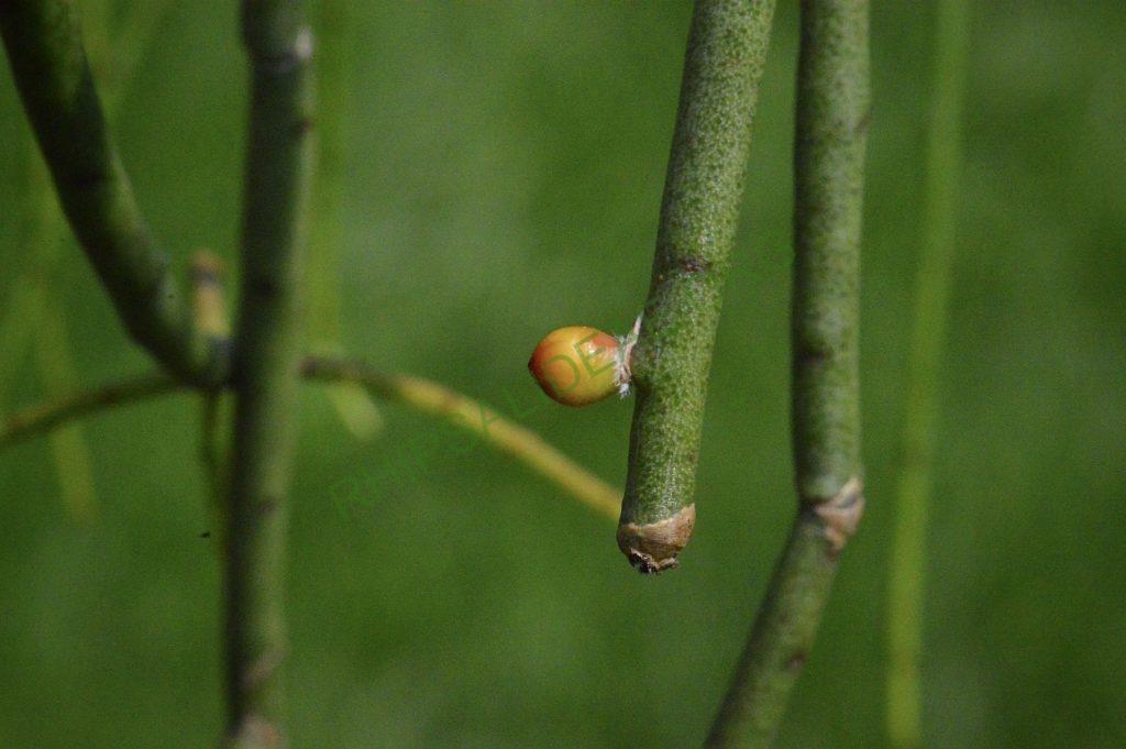 Rhipsalis floccosa subsp. pulvinigera, AH 805, Serra da Bocaina, border between Rio de Janiero and São Paulo