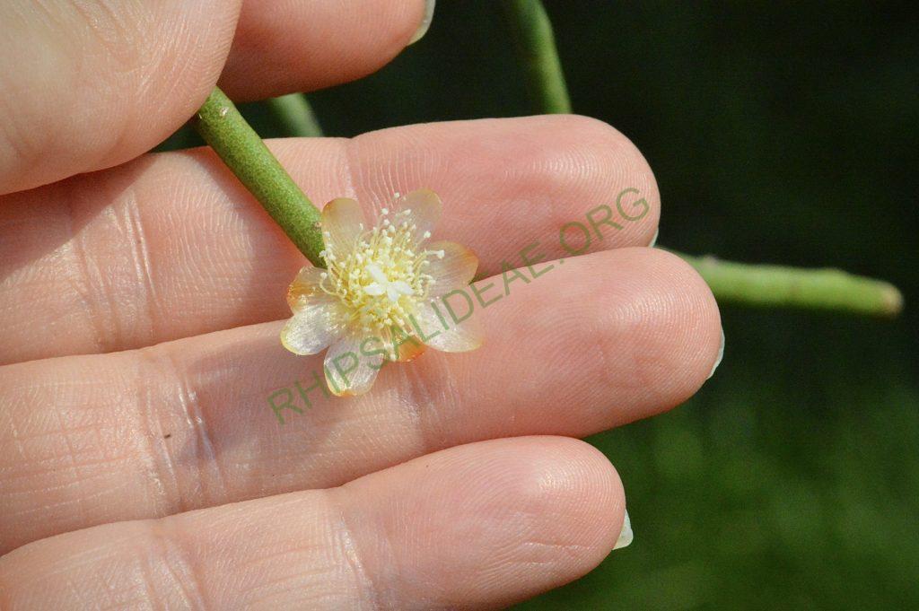 Rhipsalis floccosa subsp. pulvinigera, AH 805, Serra da Bocaina, border between Rio de Janiero and São Paulo
