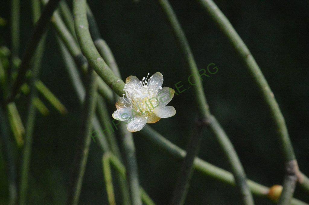 Rhipsalis floccosa subsp. pulvinigera, AH 805, Serra da Bocaina, border between Rio de Janiero and São Paulo