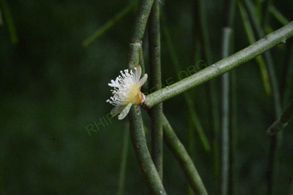 Rhipsalis floccosa subsp. pulvinigera, AH 805, Serra da Bocaina, border between Rio de Janiero and São Paulo