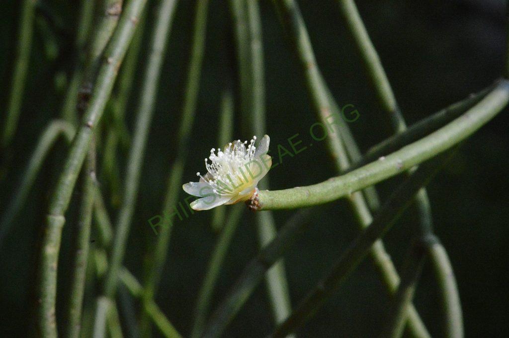 Rhipsalis floccosa subsp. pulvinigera, AH 805, Serra da Bocaina, border between Rio de Janiero and São Paulo
