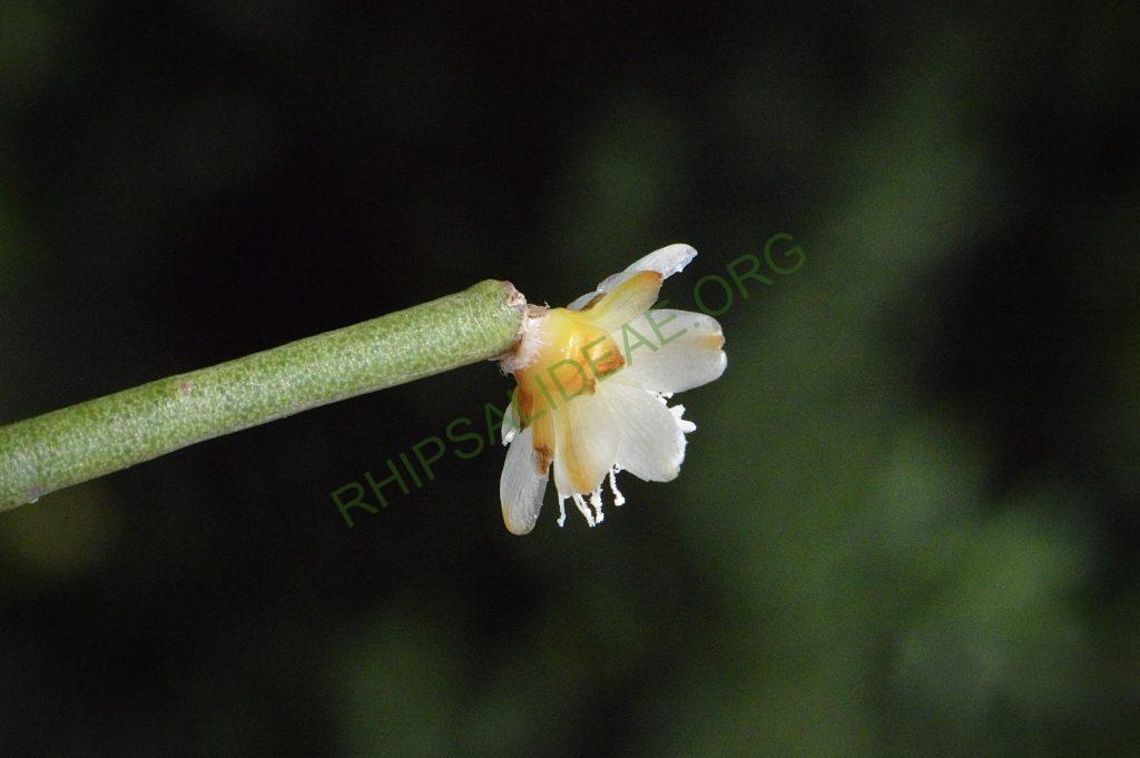 Rhipsalis floccosa subsp. pulvinigera, AH 805, Serra da Bocaina, border between Rio de Janiero and São Paulo