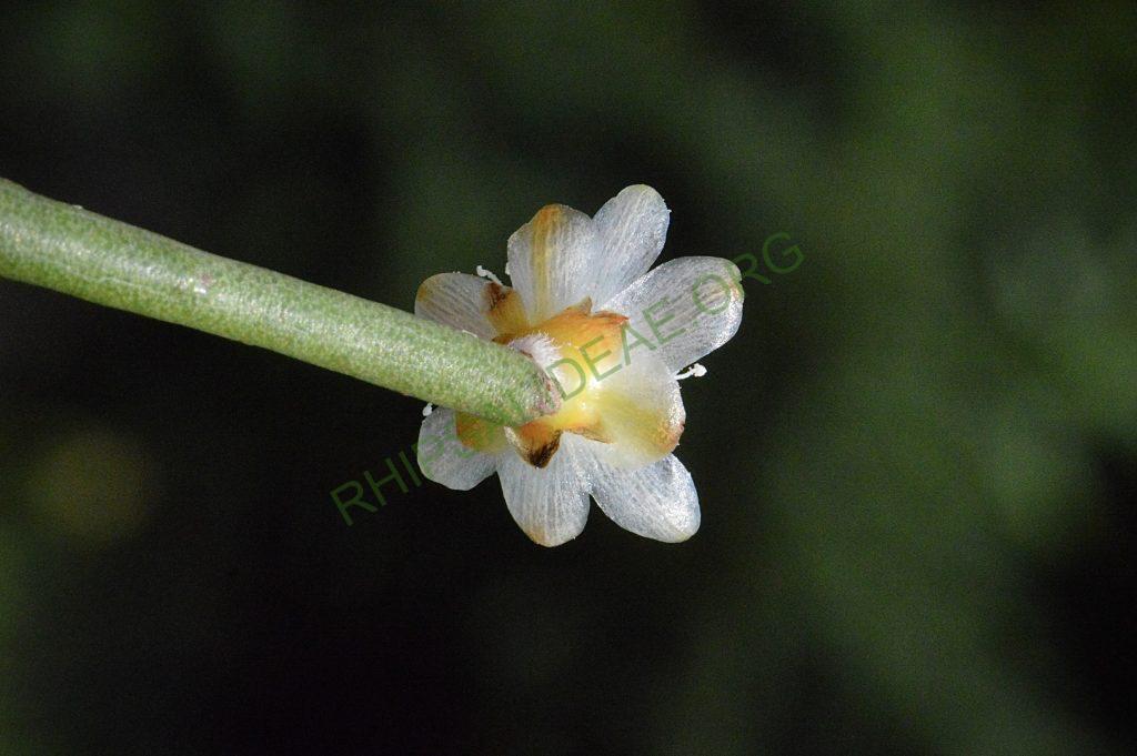 Rhipsalis floccosa subsp. pulvinigera, AH 805, Serra da Bocaina, border between Rio de Janiero and São Paulo