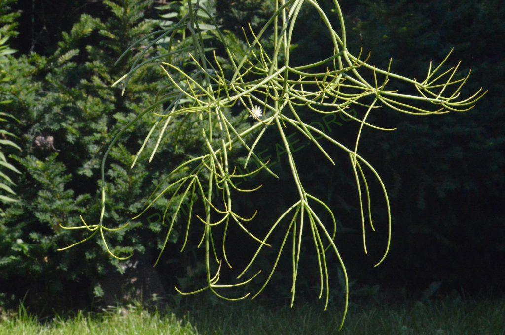 Rhipsalis floccosa subsp. pulvinigera