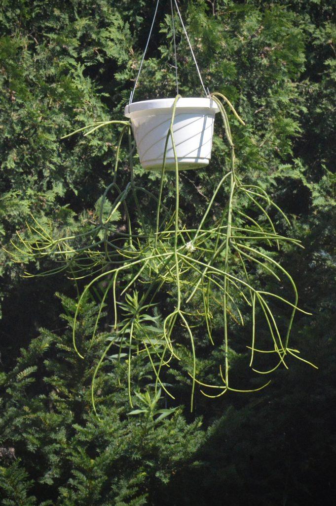 Rhipsalis floccosa subsp. pulvinigera