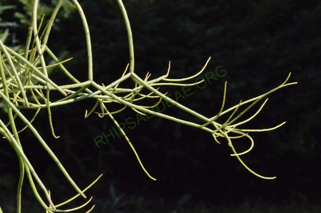 Rhipsalis floccosa subsp. pulvinigera