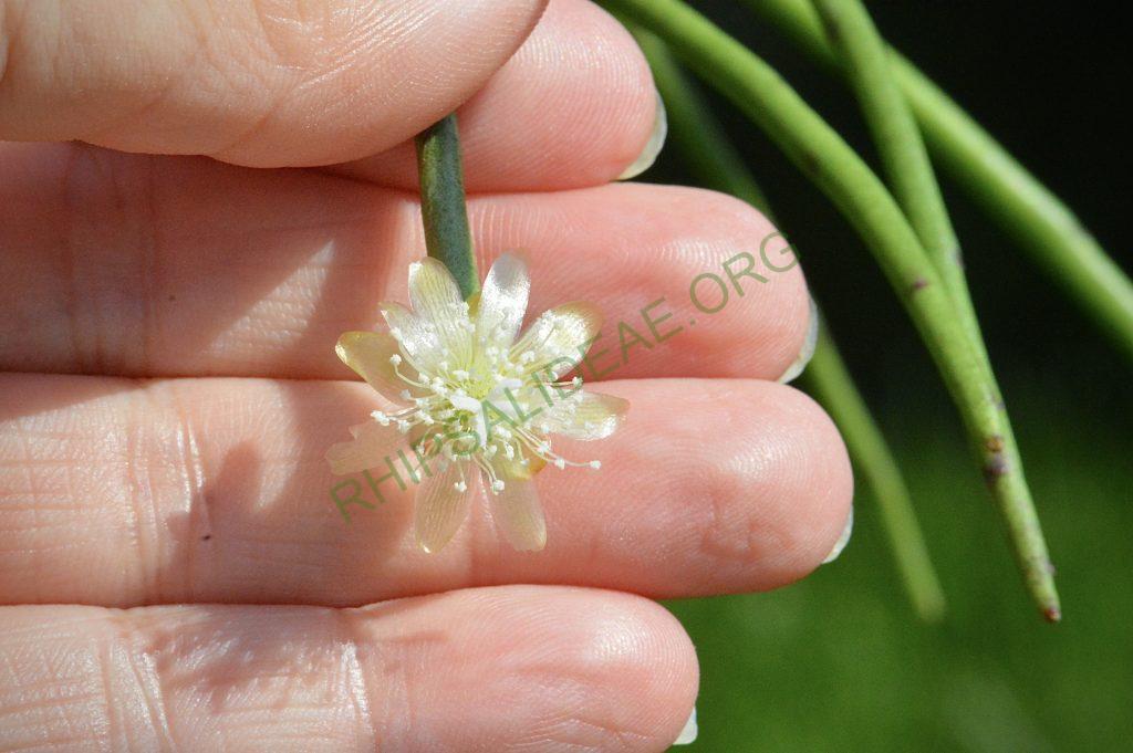 Rhipsalis floccosa subsp. pulvinigera