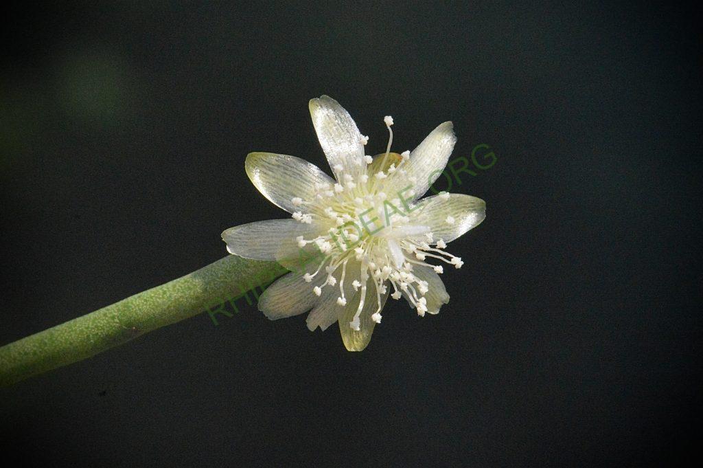 Rhipsalis floccosa subsp. pulvinigera