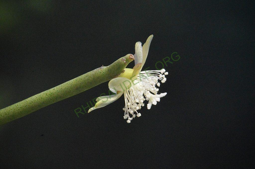 Rhipsalis floccosa subsp. pulvinigera