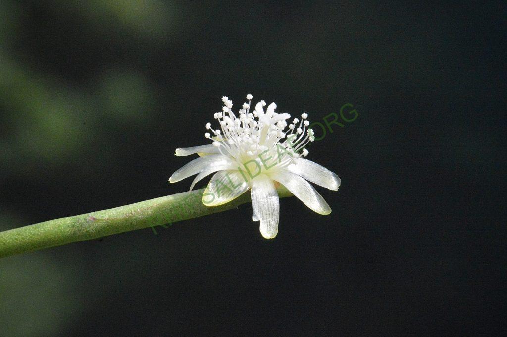 Rhipsalis floccosa subsp. pulvinigera