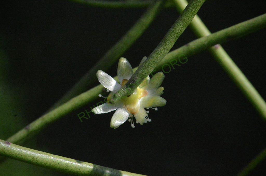 Rhipsalis floccosa subsp. pulvinigera