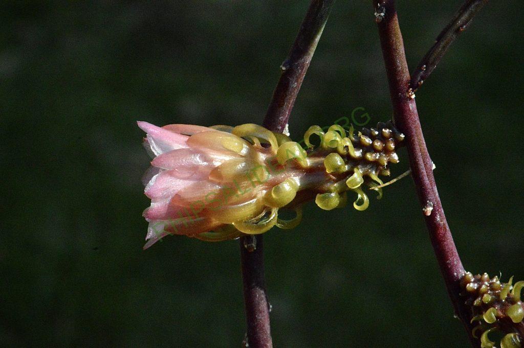Weberocereus tunilla subsp. biolleyi, RMP 2214, Panama