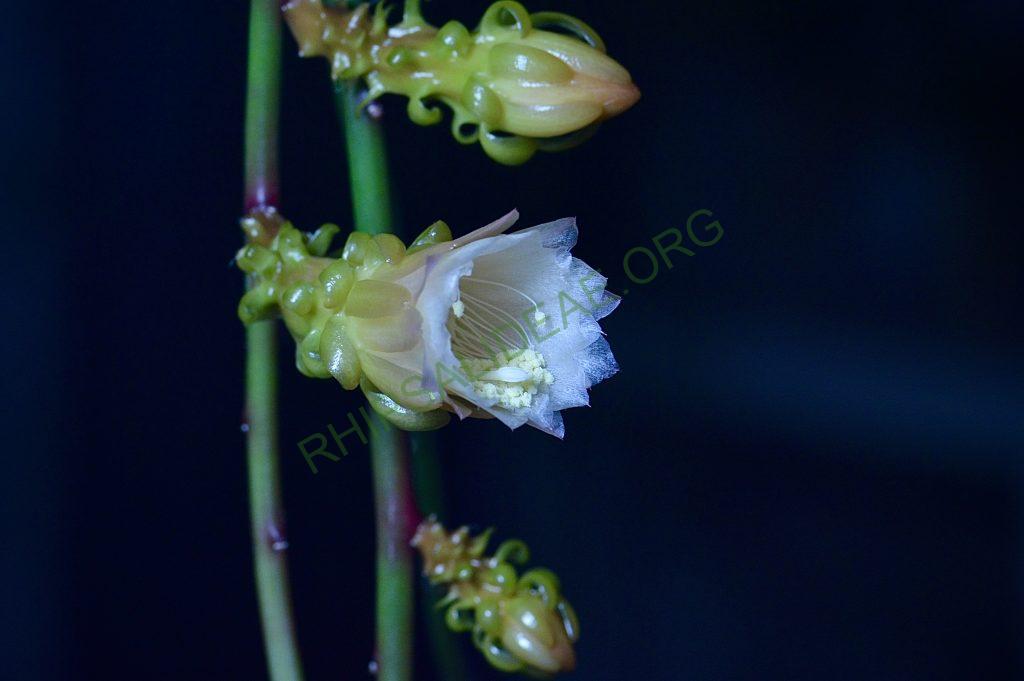 Weberocereus tunilla subsp. biolleyi, RMP 2214, Panama