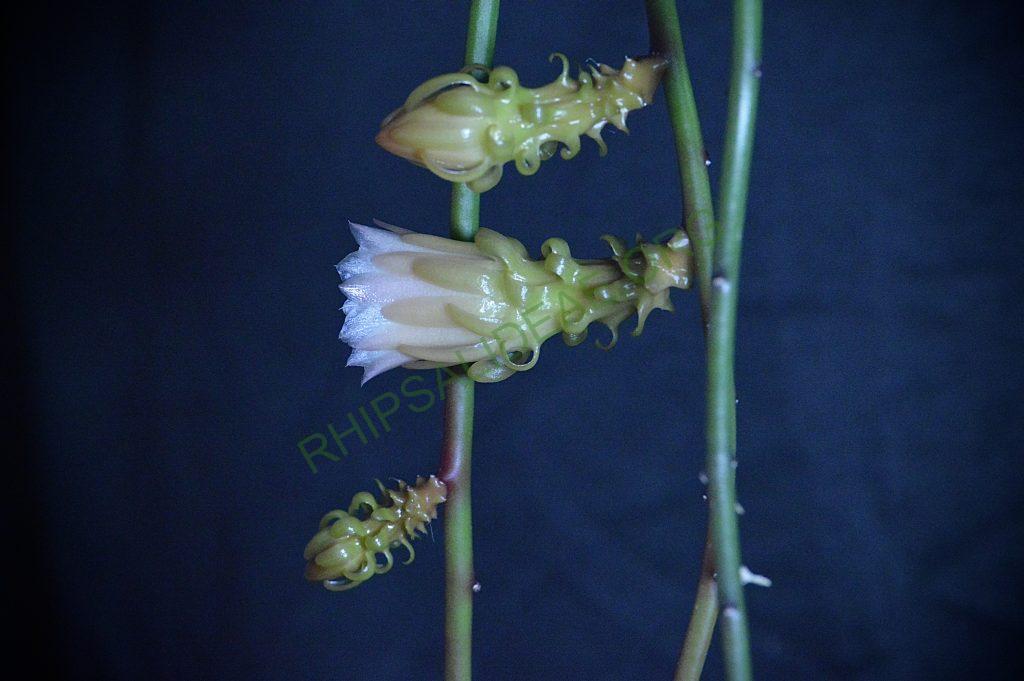 Weberocereus tunilla subsp. biolleyi, RMP 2214, Panama