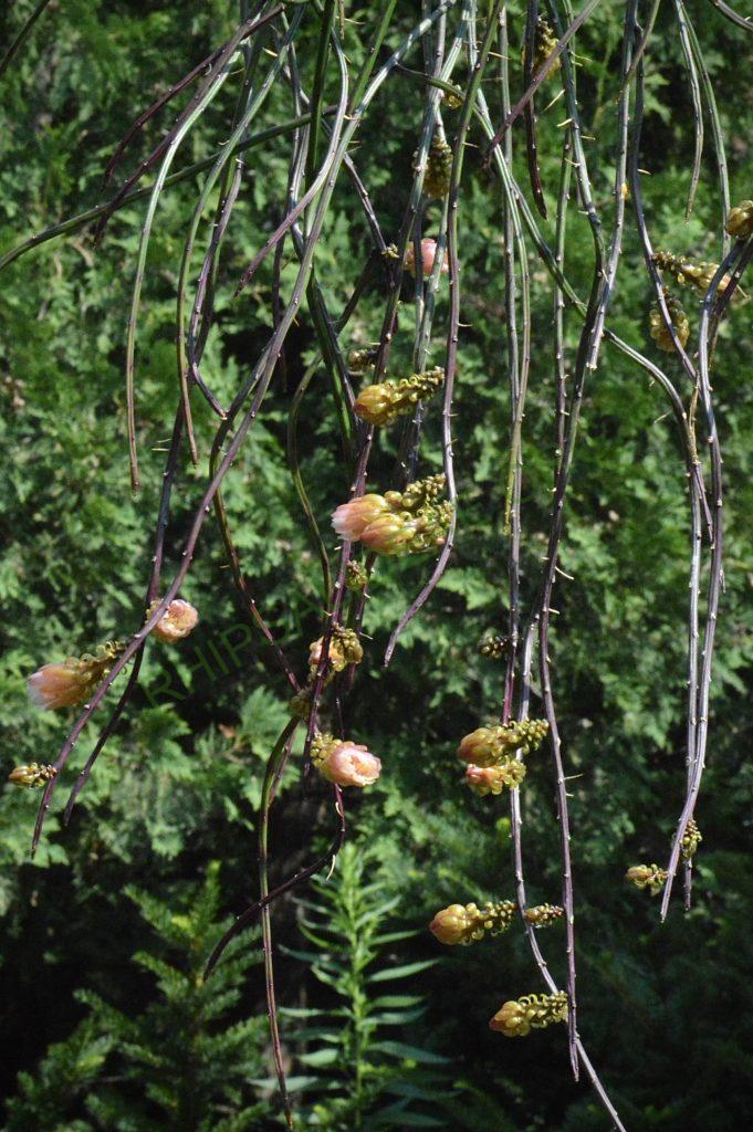 Weberocereus tunilla subsp. biolleyi, RMP 2214, Panama