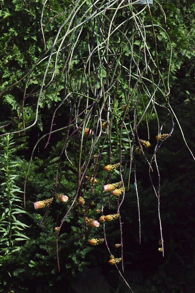 Weberocereus tunilla subsp. biolleyi, RMP 2214, Panama