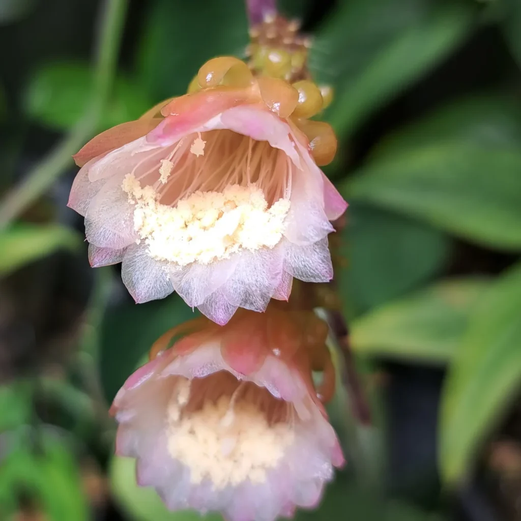 Weberocereus tunilla subsp. biolleyi, RMP 2214, Panama