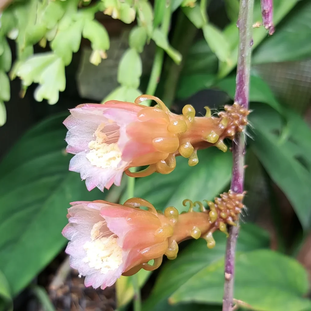 Weberocereus tunilla subsp. biolleyi, RMP 2214, Panama