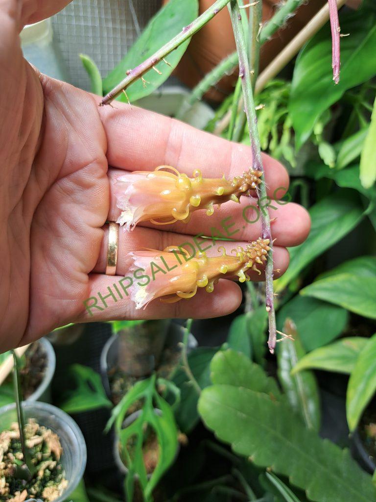 Weberocereus tunilla subsp. biolleyi, RMP 2214, Panama