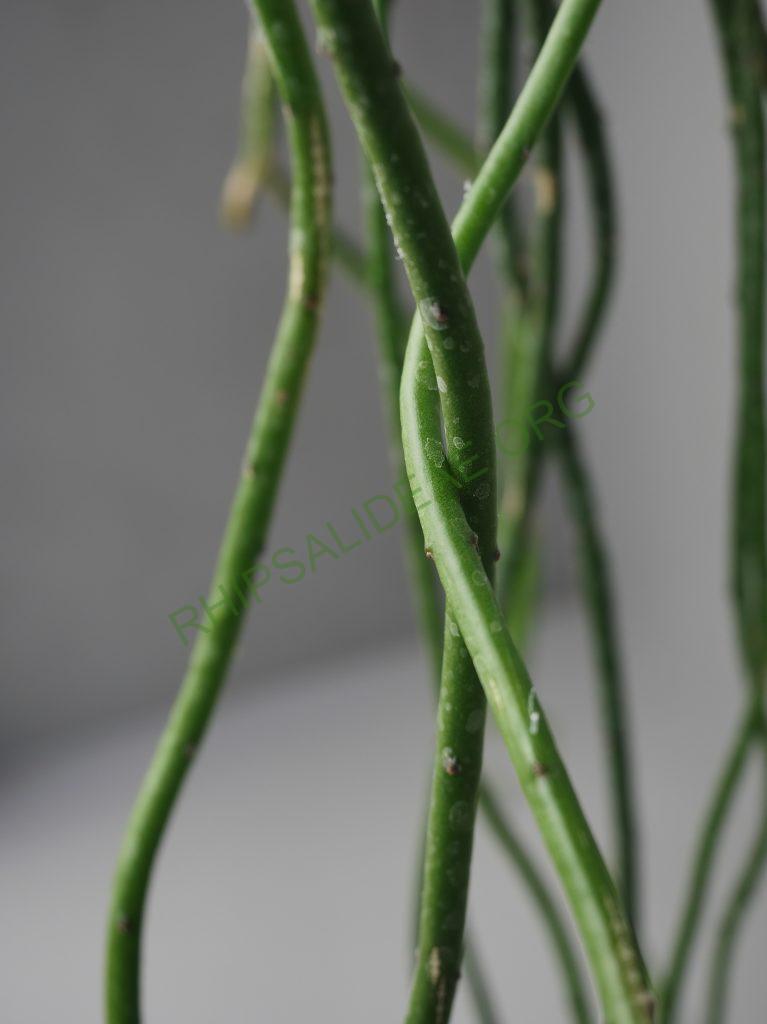 Weberocereus tunilla subsp. biolleyi