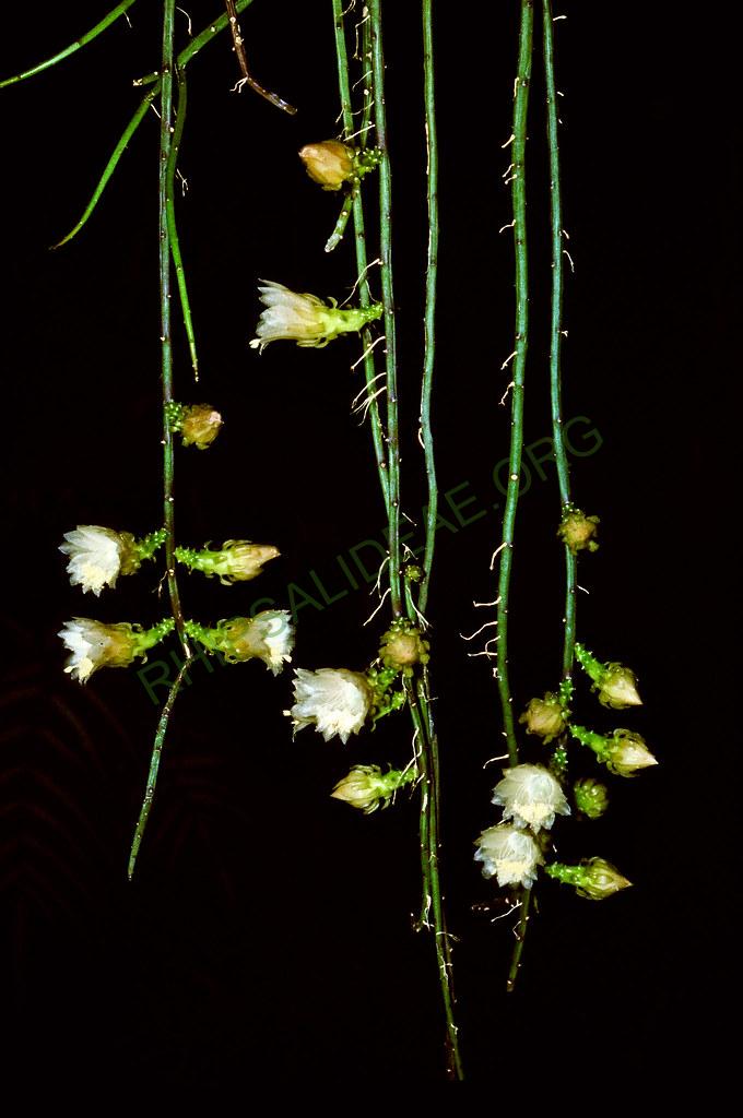 Weberocereus tunilla subsp. biolleyi