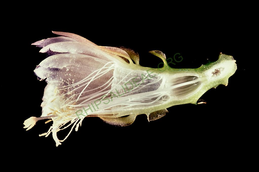 Weberocereus tunilla subsp. biolleyi