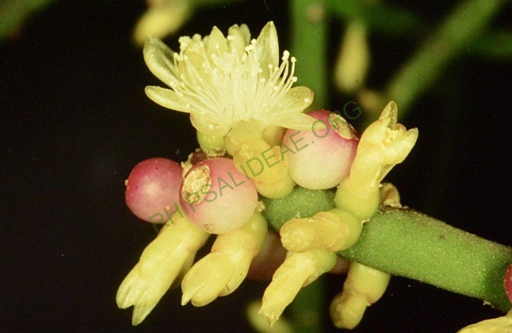 Rhipsalis grandiflora, Bonn