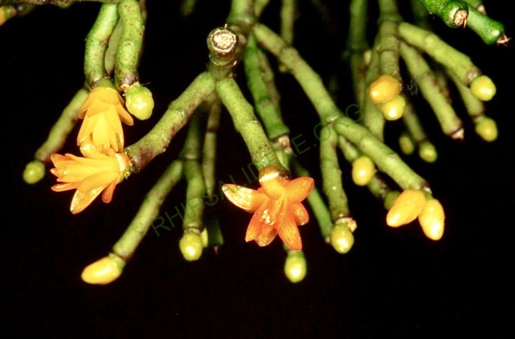 Hatiora salicornioides f. cylindrica, Bonn 12190