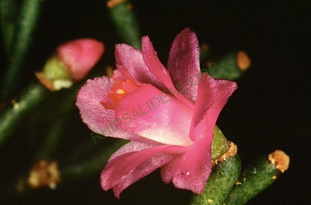 Hatiora herminiae, Bonn 4691