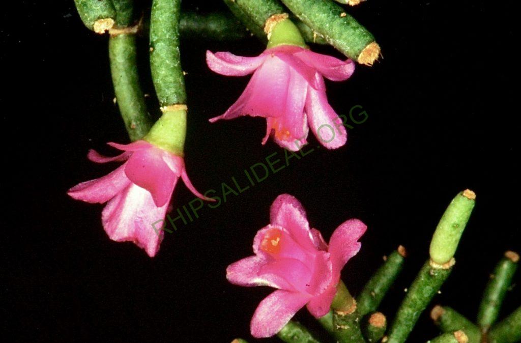 Hatiora herminiae, Bonn 4691