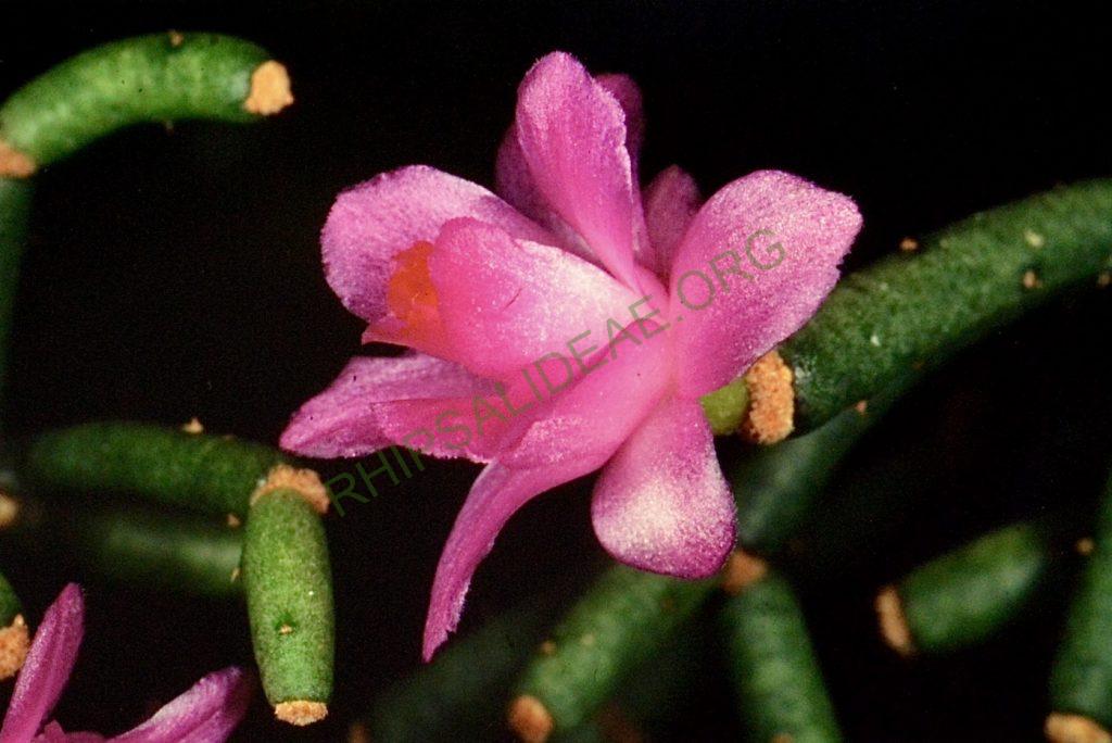 Hatiora herminiae, Bonn 4691